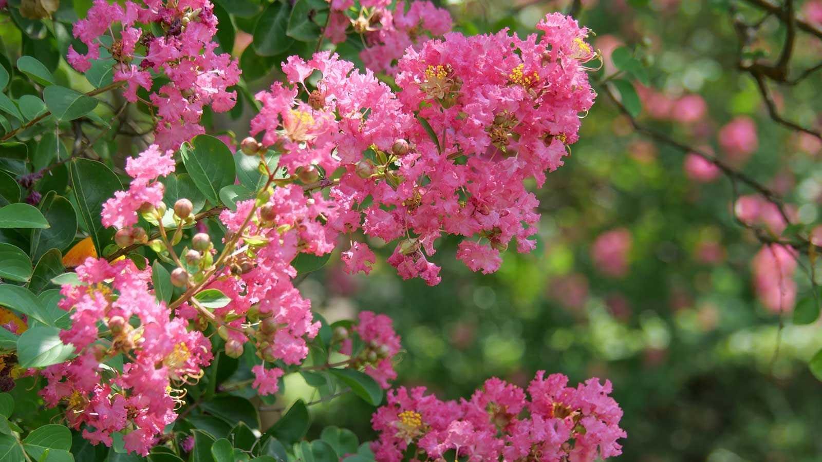 Crepe myrtle care and growing guide – top tips for these flowering trees