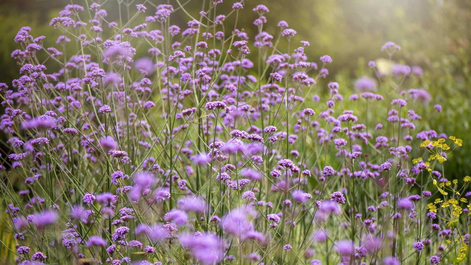 Best verbena varieties – 5 dazzling choices we adore for a delicate touch to borders and pots