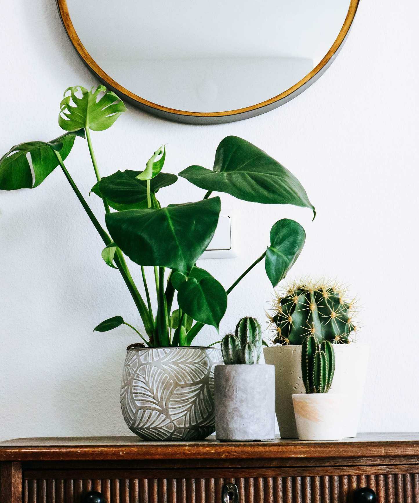 A green monstera plant with large leaves next to three small cacti