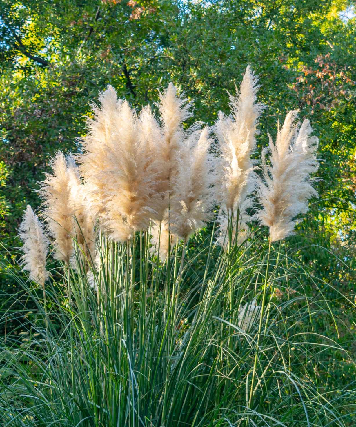 Pampas grass in a garden