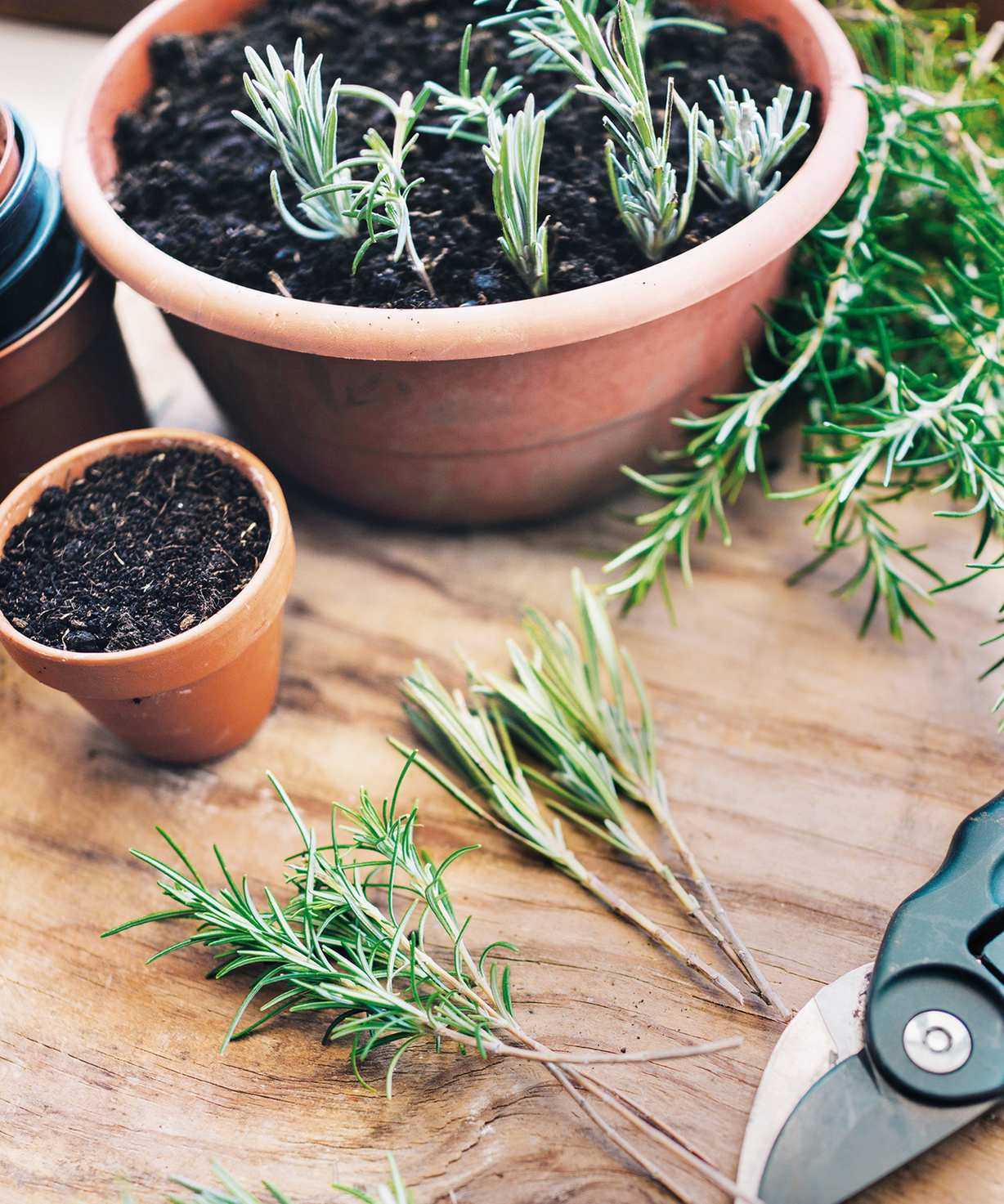 Taking softwood lavender cuttings