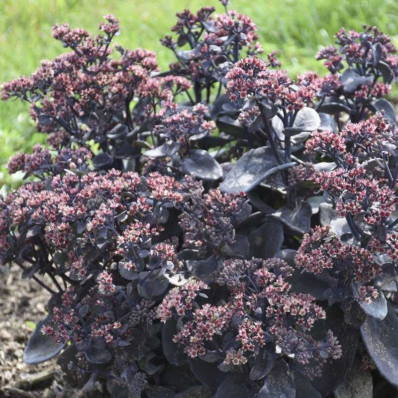 Rock N Grow&reg; Back in Black Sedum
