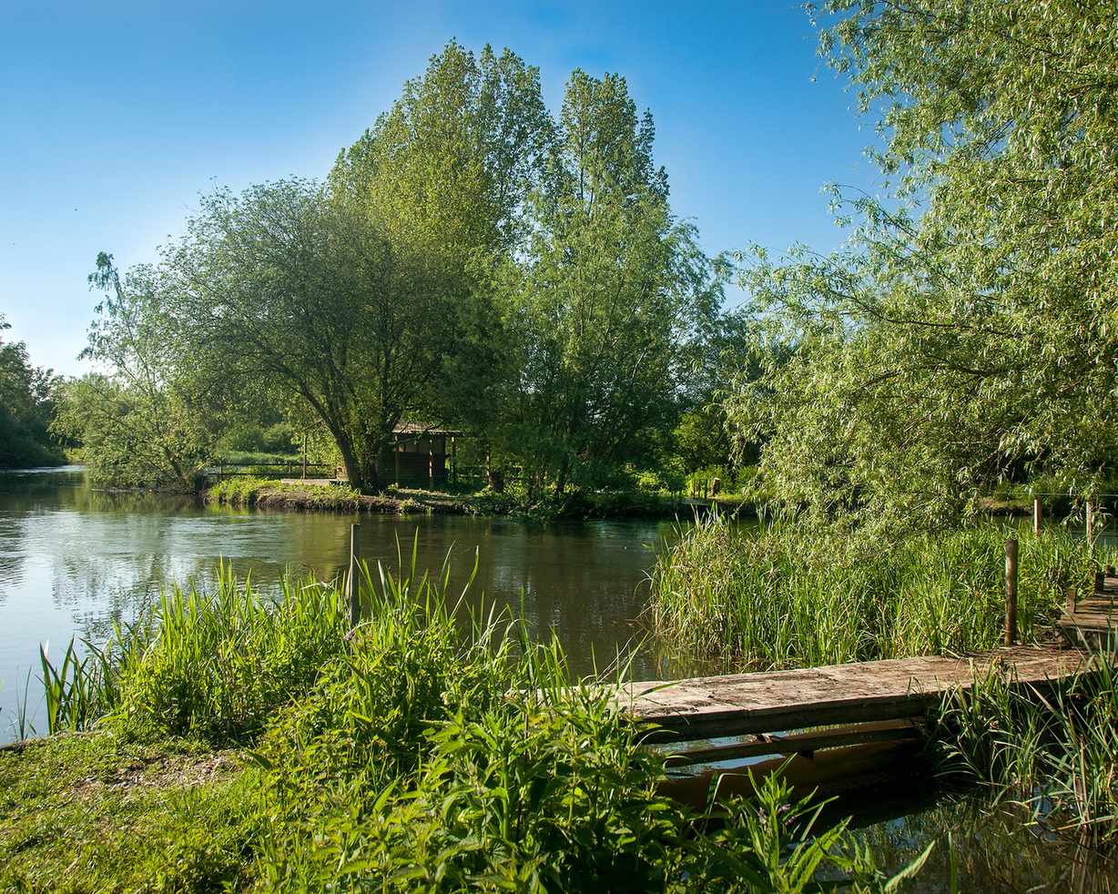 A large lake surrounded by trees with a rock garden and overgrown grass