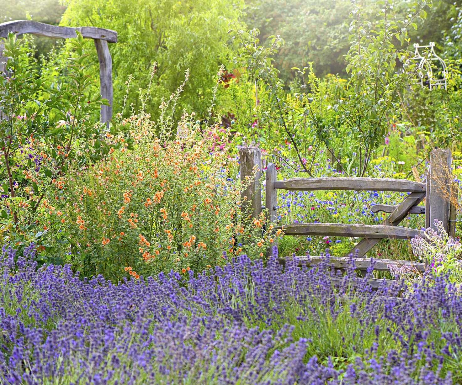 Rustic gate among gorgeous summer flowers