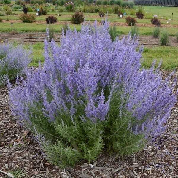 Denim 'n Lace Russian Sage - #1 Container