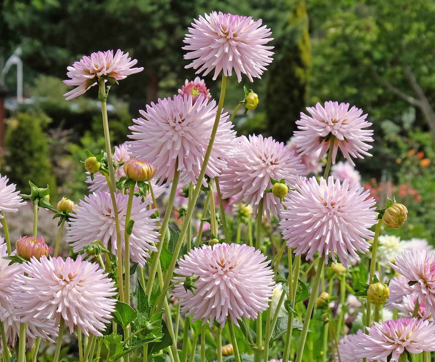 dahlias Josudi Andromeda flowering in cutting garden