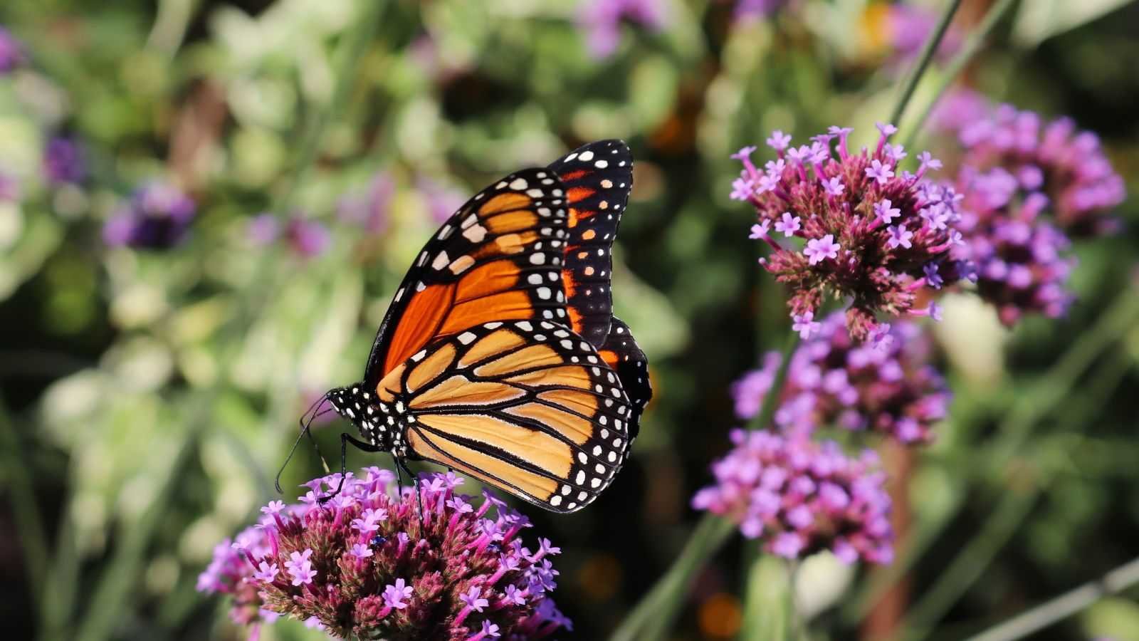 7 Compact Native Plants Packed with Nectar-Rich Blooms – Turn Even the Smallest Garden Into a Bee and Butterfly Haven