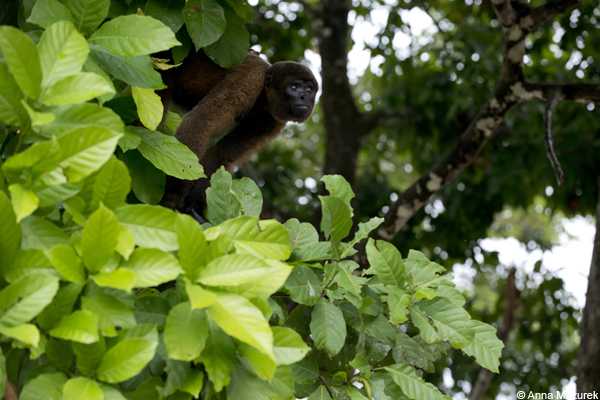 Monkey Island, Iquitos, Peru