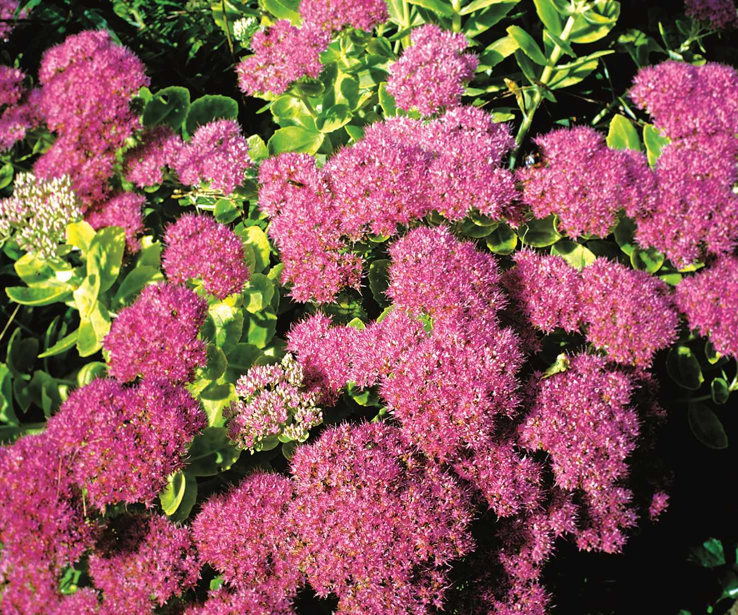 Sedum spectabile flowers