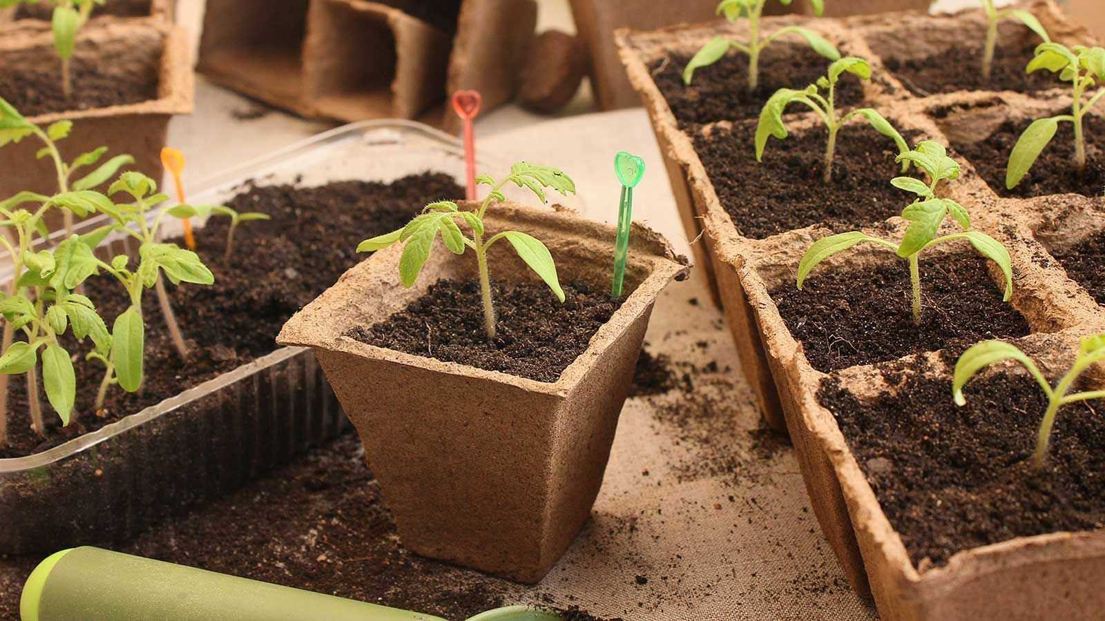 How and when to transplant seedlings – the experts share their top tips for success
