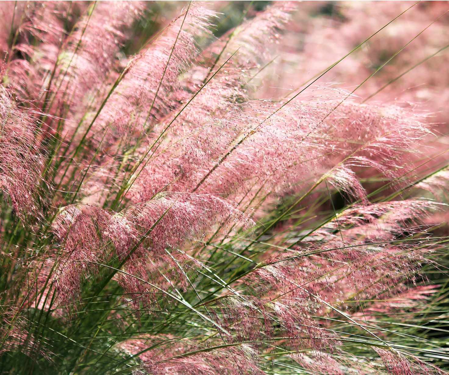Pink muhly grass
