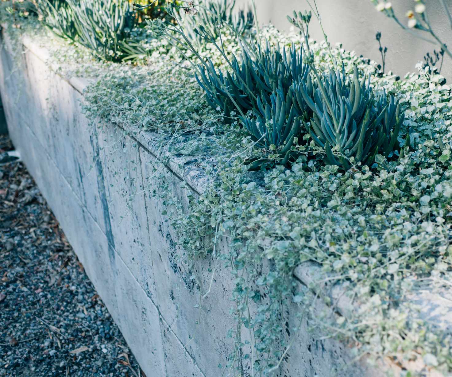 concrete planter with gray and silver succulents such as blue chalk sticks plant