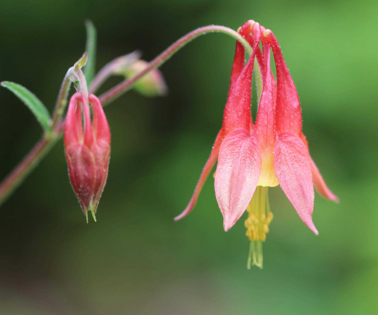 wild columbine flower