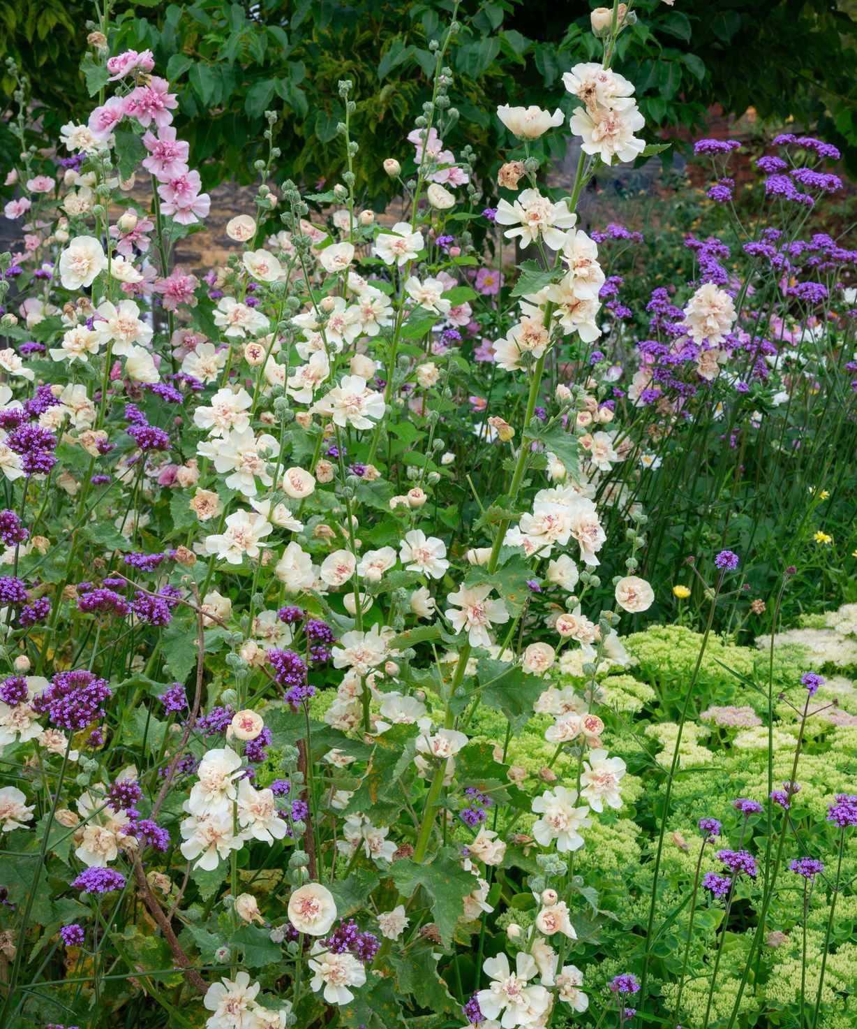 Cottage garden flower bed filled with verbena