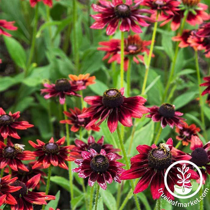 Rudbeckia Seeds - Cherry Brandy