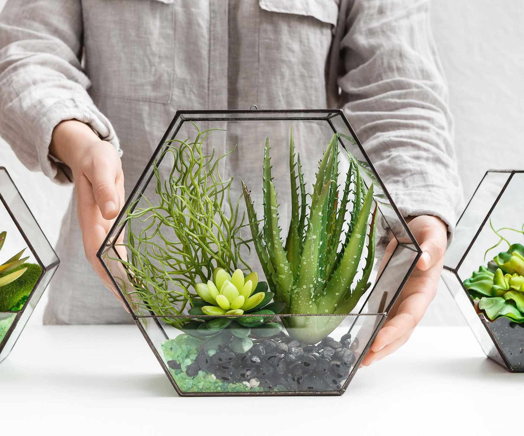 succulents growing in terrarium
