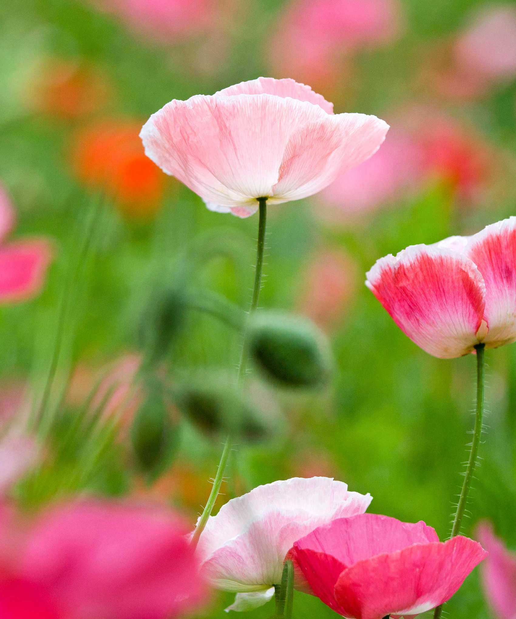 poppies