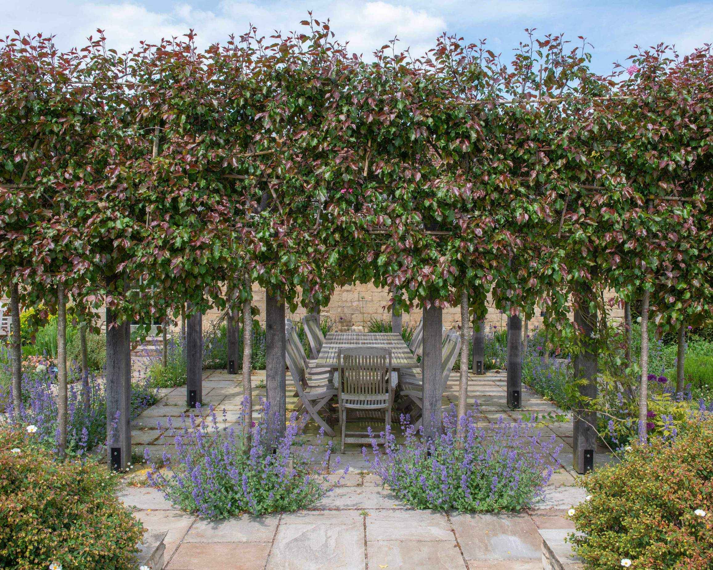 pergola over an outdoor patio dining area with trees planted around it in design by Fi Boyle Garden Design