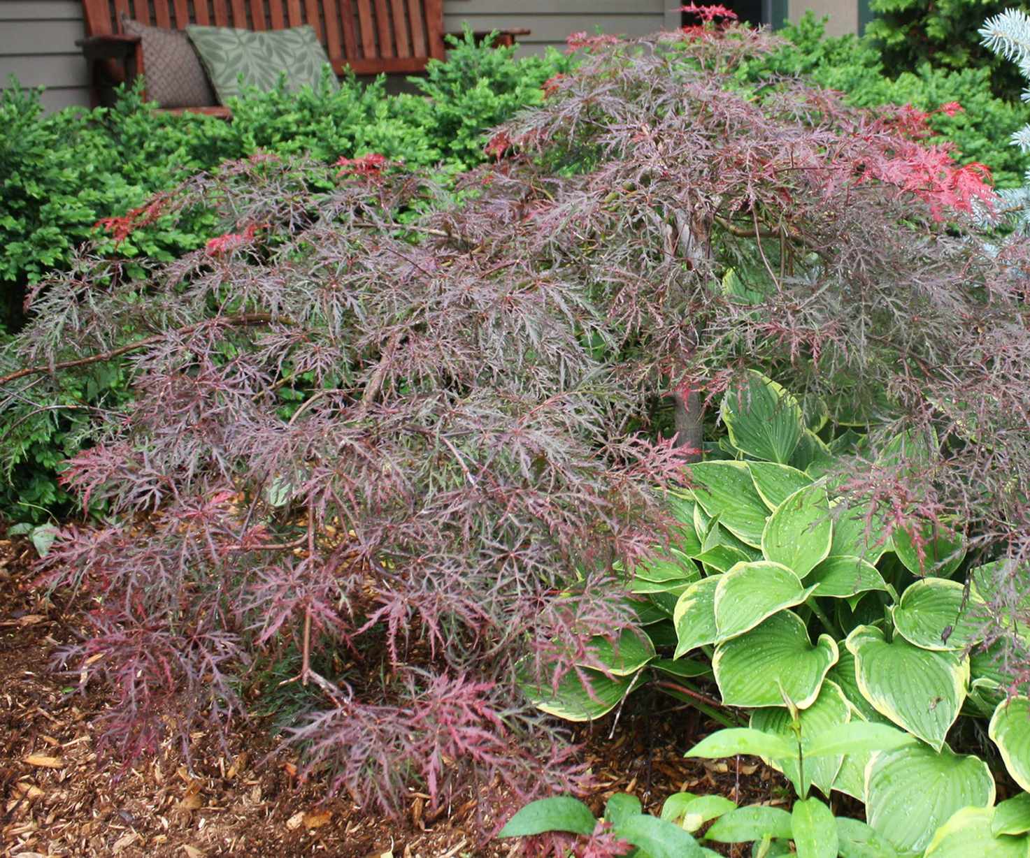 velvet viking acer