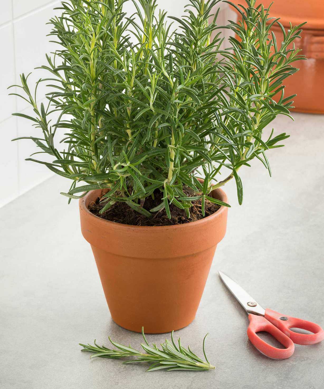 rosemary in terracotta pot