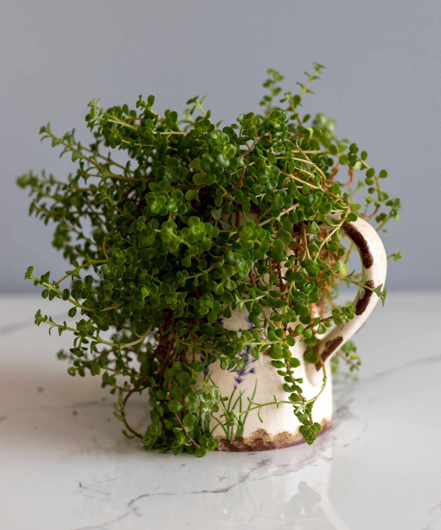 houseplant Soleirolia soleirolii in white flowerpot