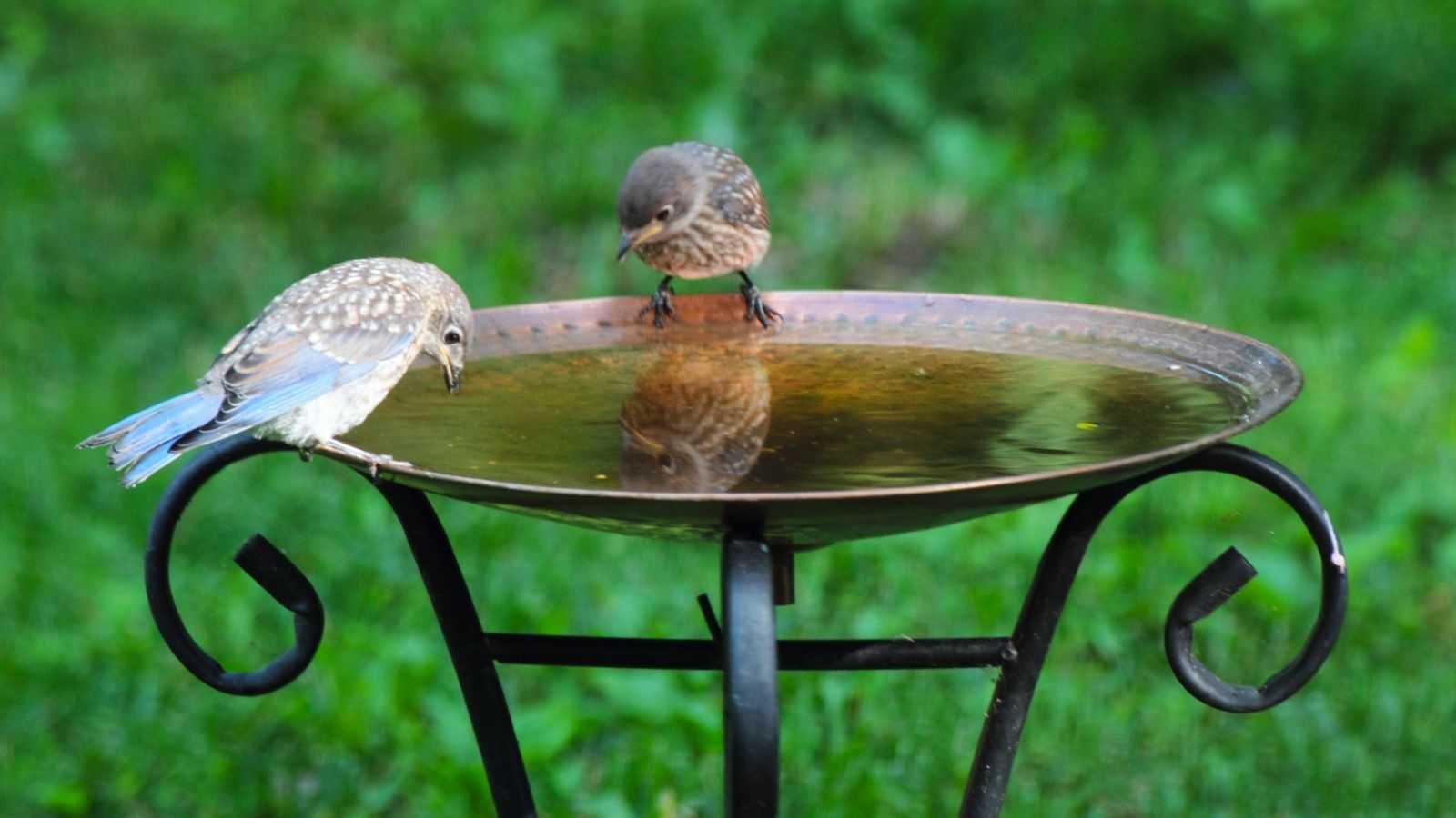 Missed Out on Lidl’s Viral Solar Fountain? This Chic Garden Alternative Is Now on Sale (And We Think It's Better)