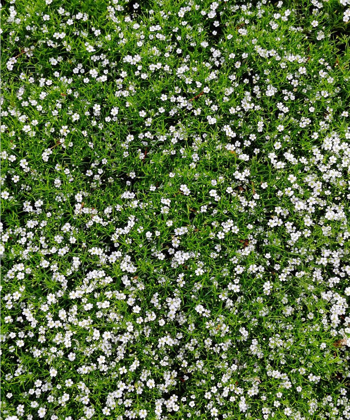 Irish moss lawn
