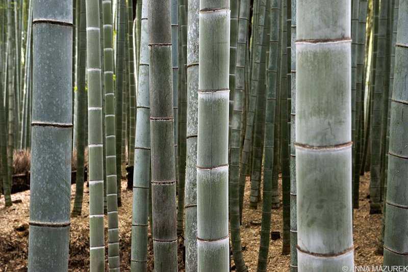 Mazurek_Japan_Bamboo