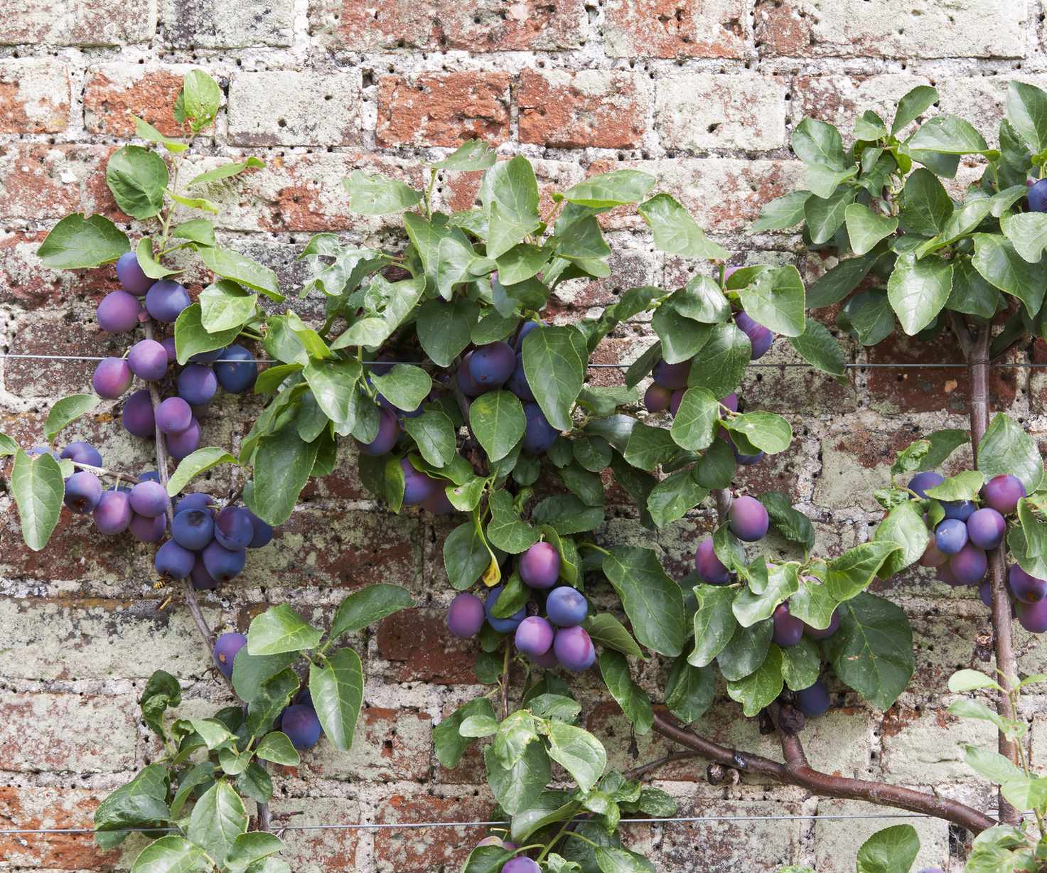 An espalliered plum tree against a red brick garden wall