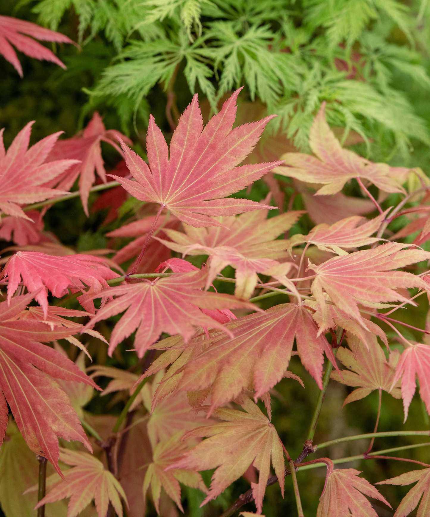 Acer Shirasawanum &lsquo;Moonrise&rsquo;