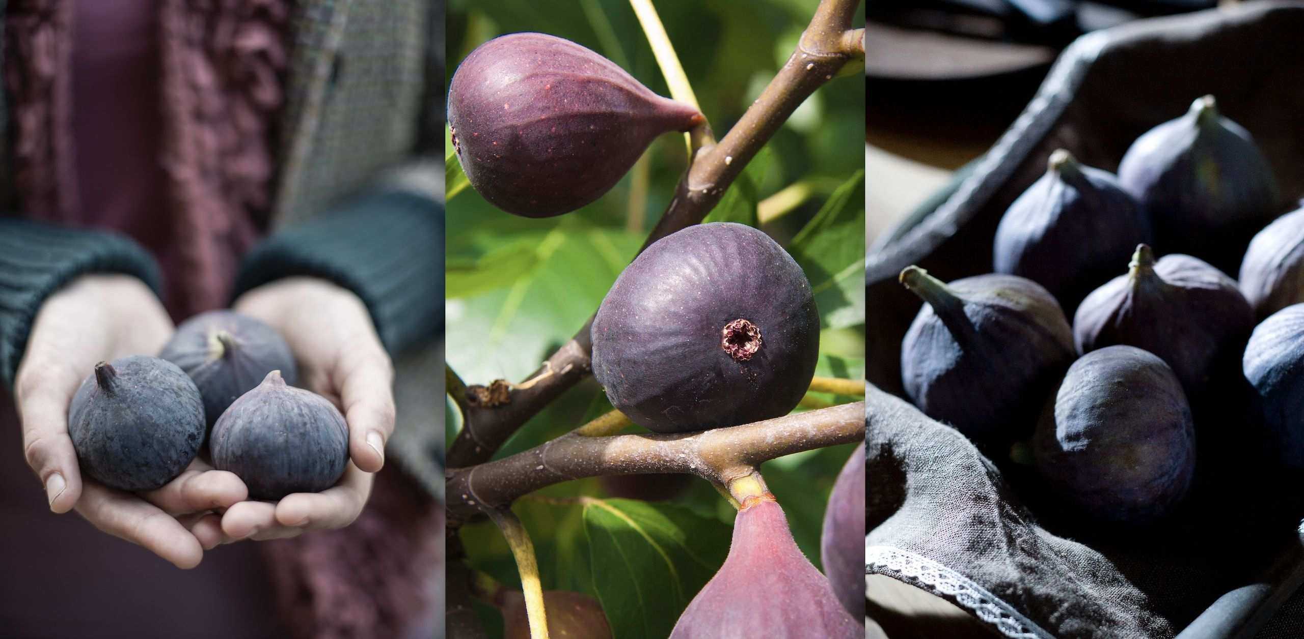 How to harvest figs – step-by-step