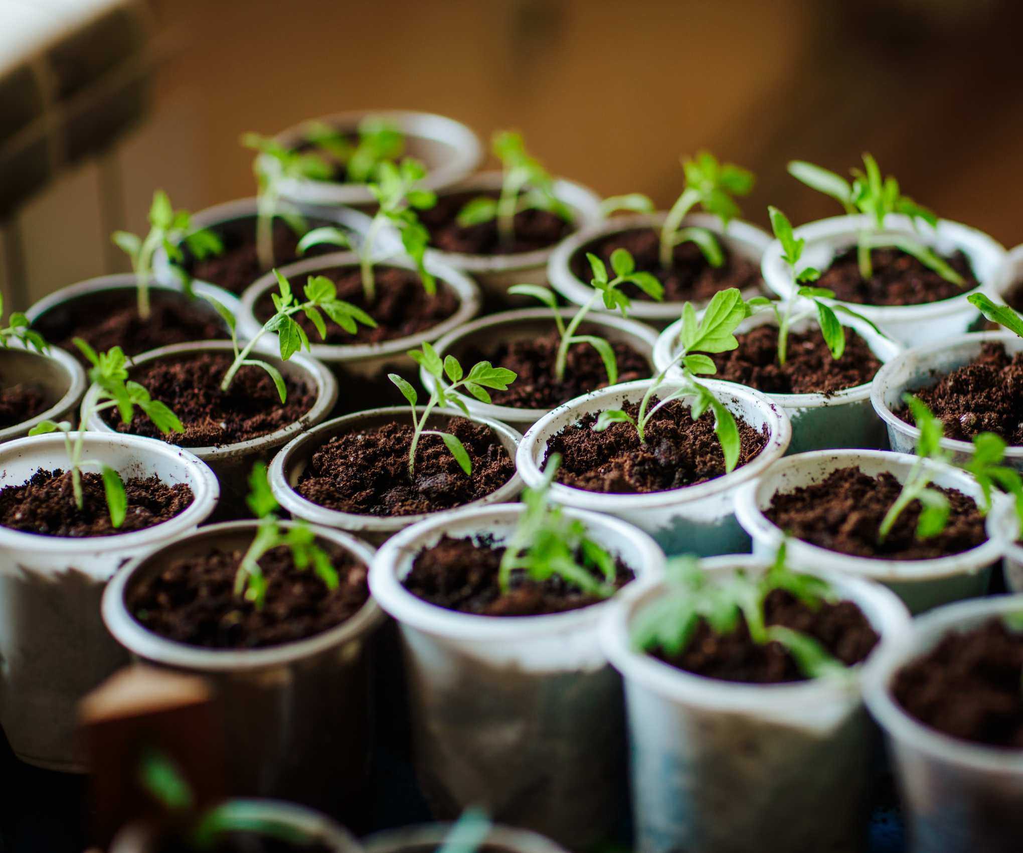 Seedlings