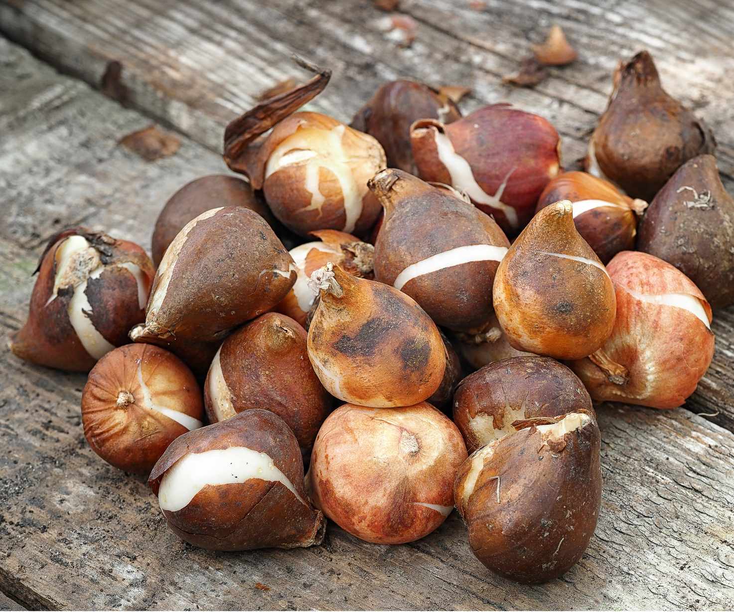 Flower bulbs