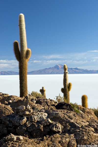 Isla del Pescado, Salar de Uyuni, Bolivia