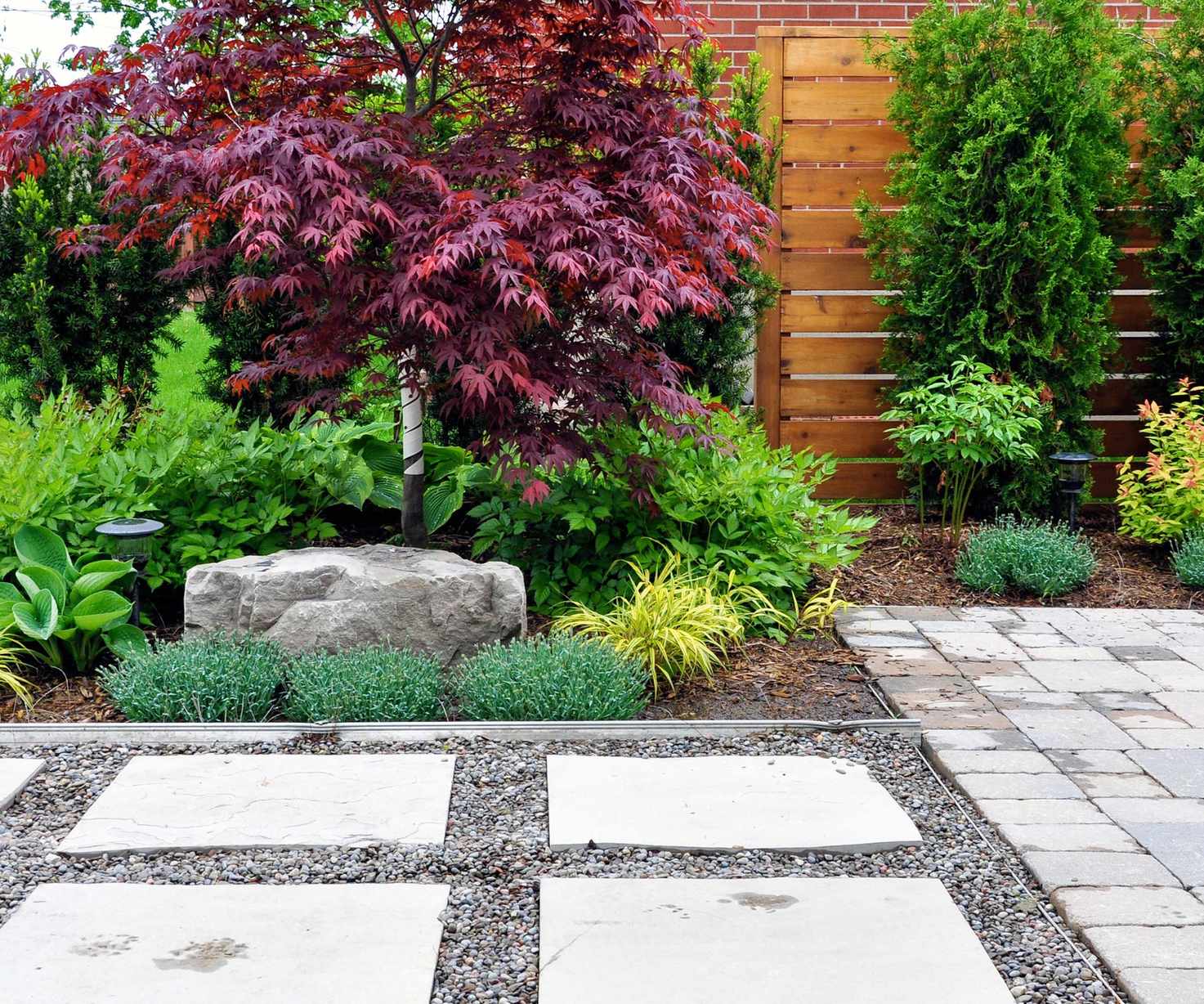acer in modern yard