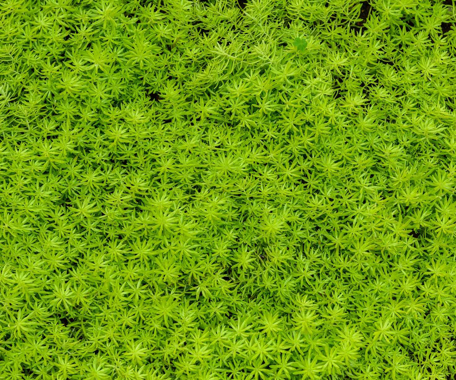 Oxygenating pond plants