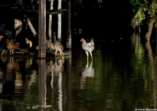 Amazon, Iquitos, Peru