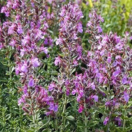 Germander Seeds