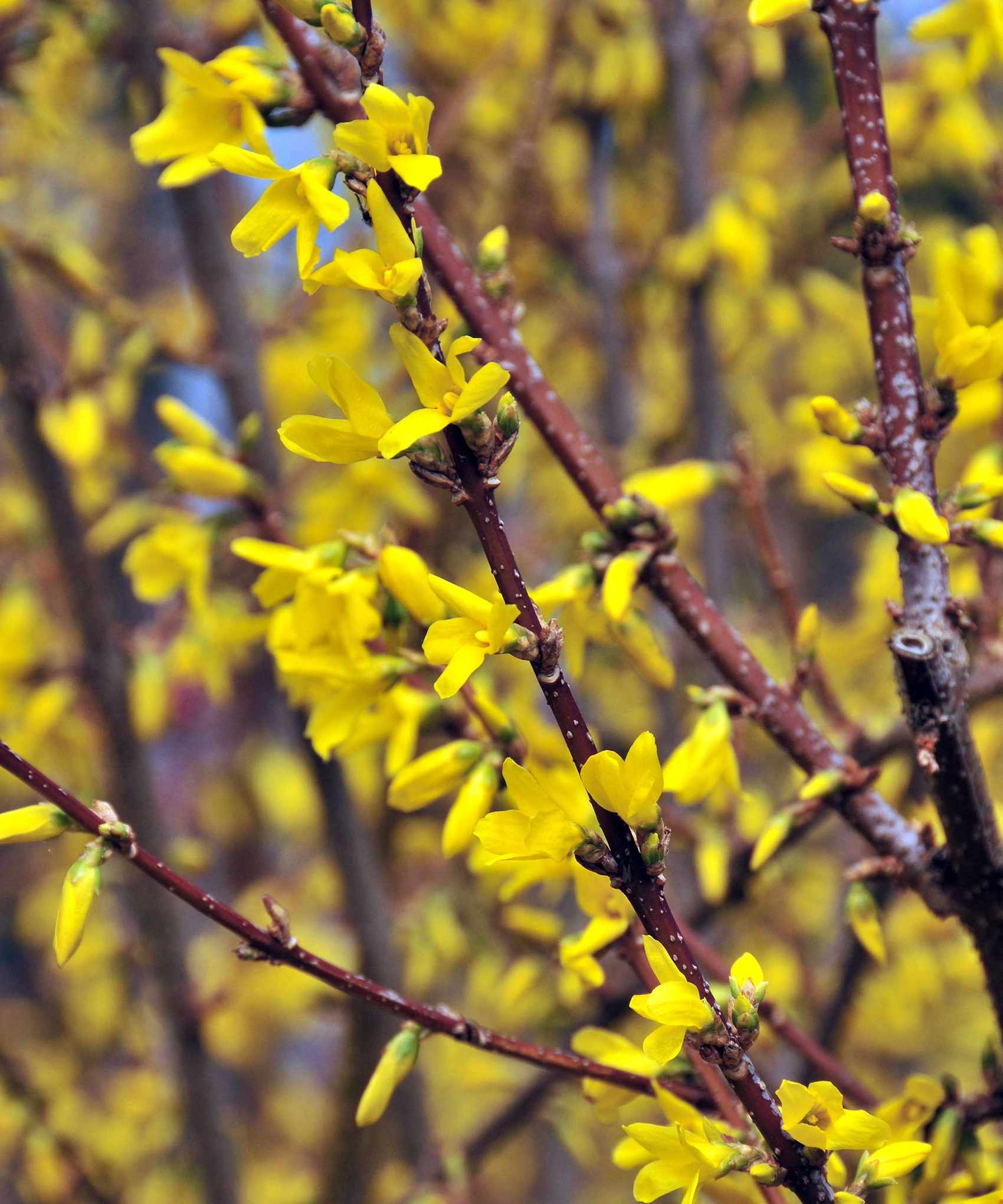 forsythia