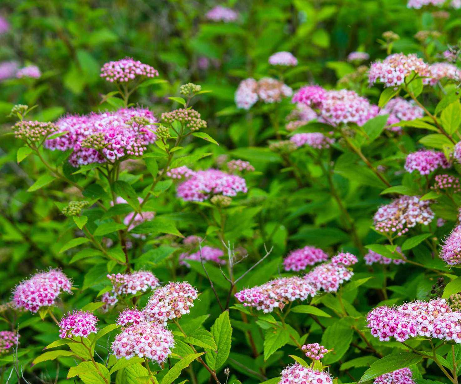 pink spirea flowers