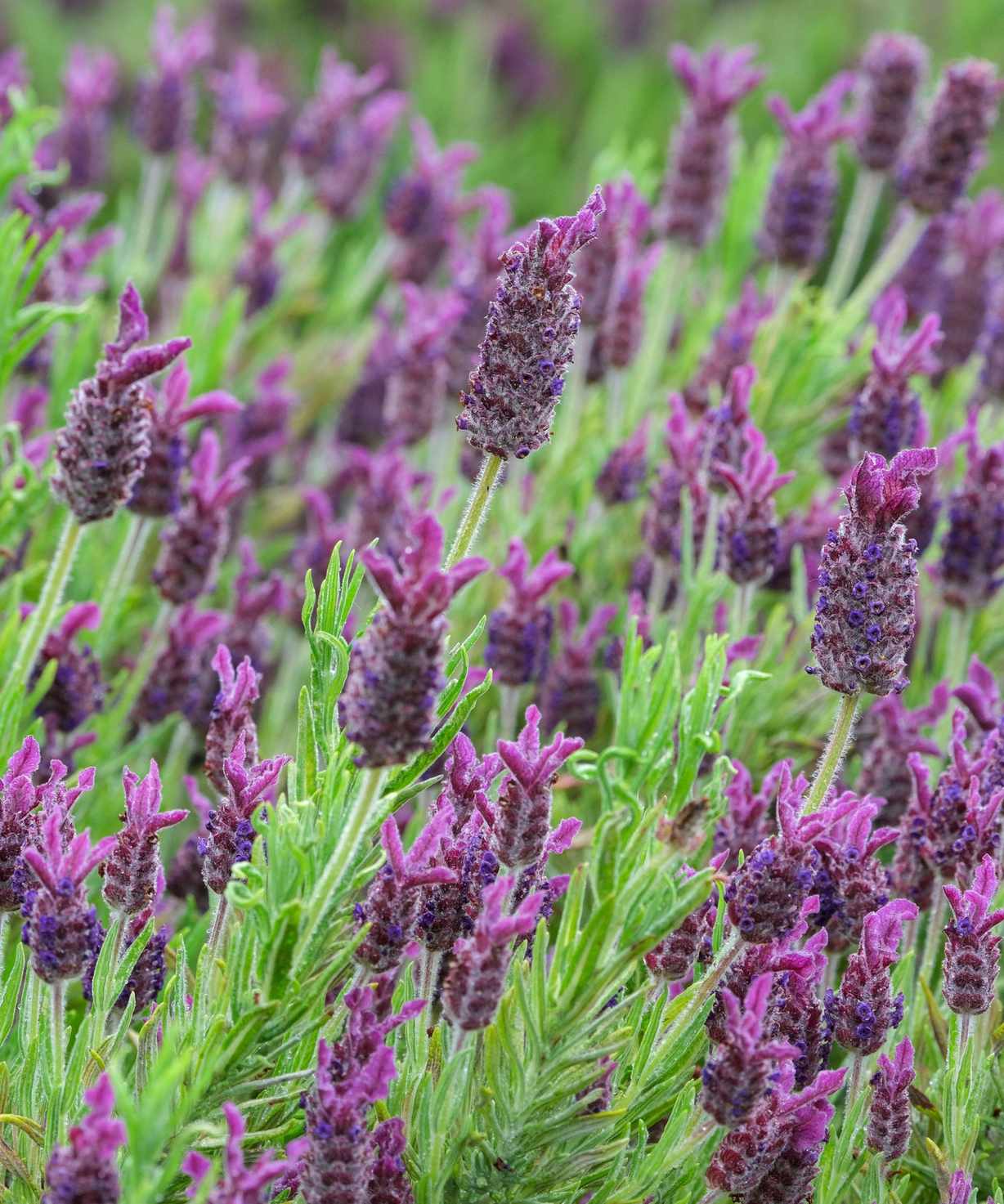 Lavender plants in a group