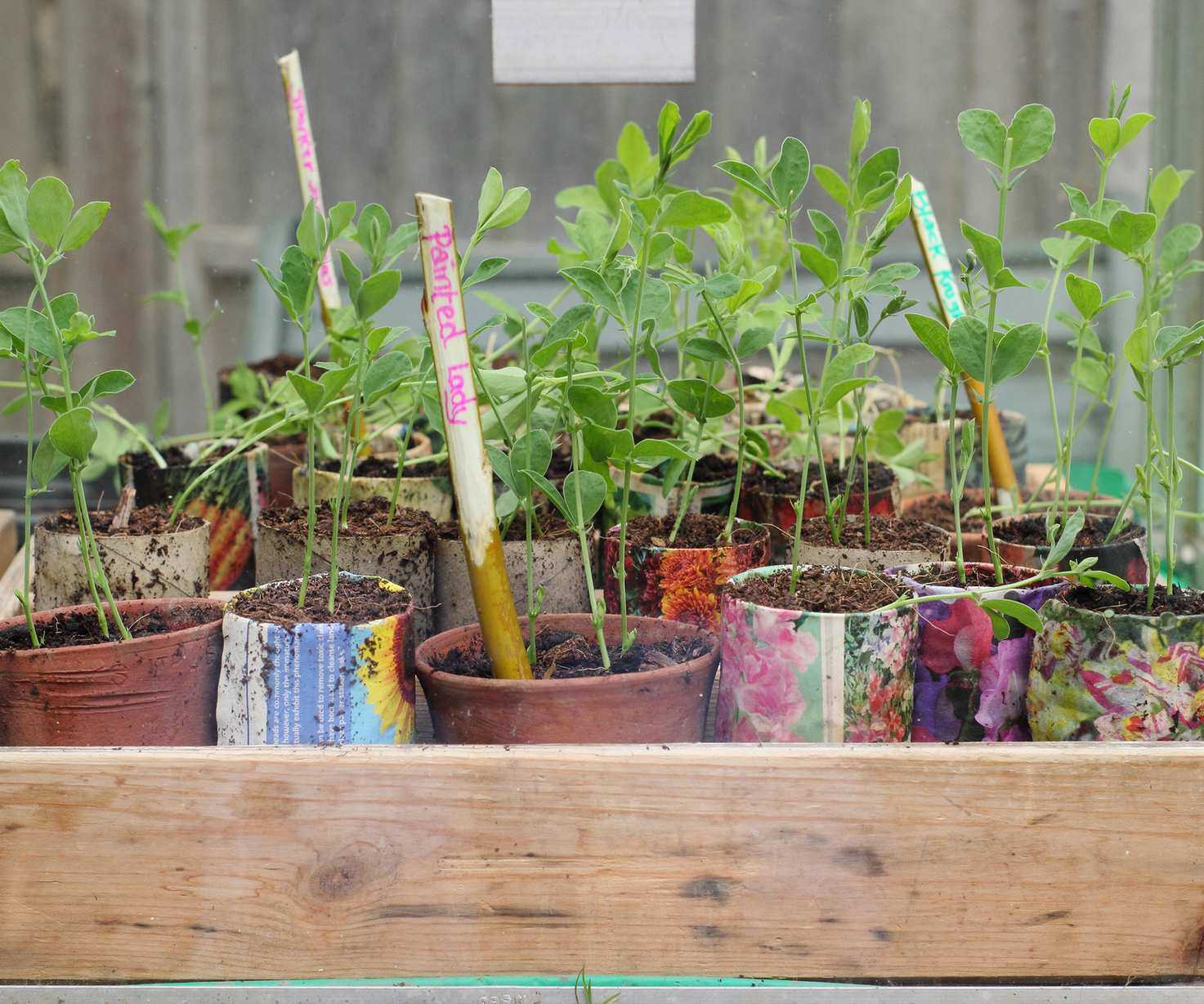 sweet pea seedlings hardening off in a greenhouse before being planted out