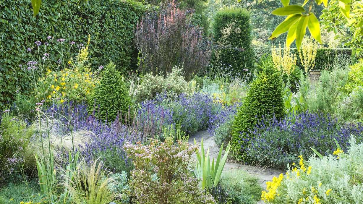 How to plan a dry garden – ideas for plants and landscaping