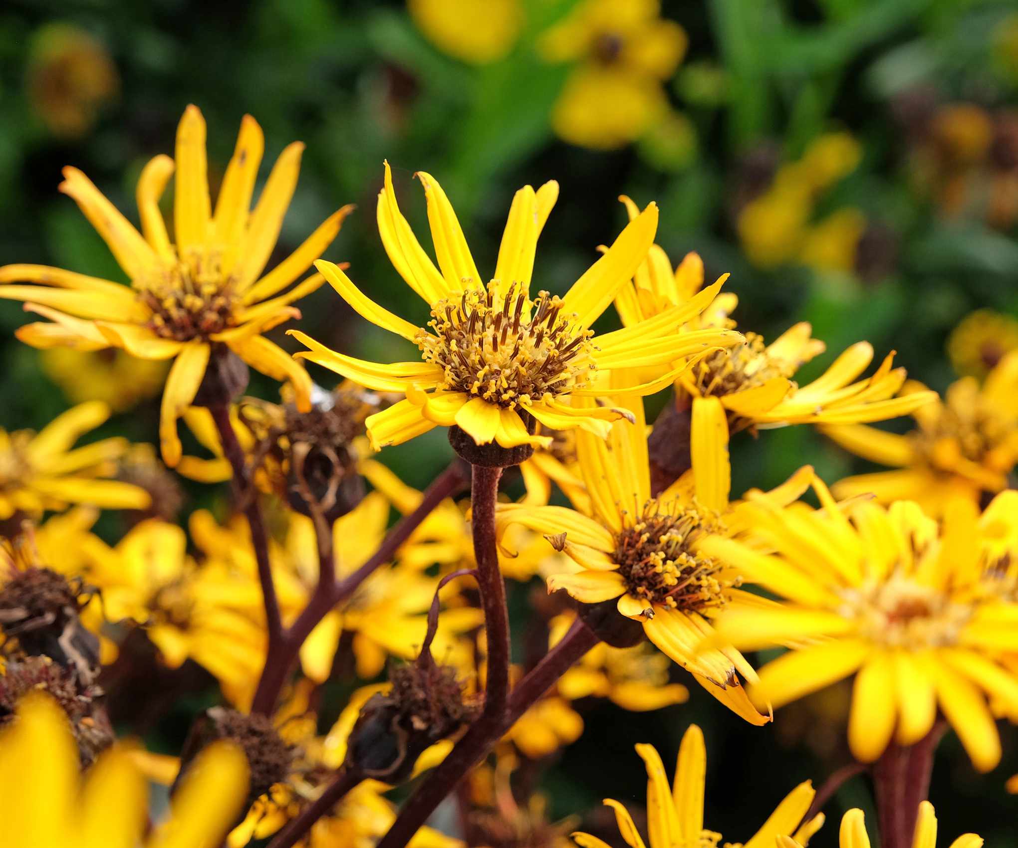 Yellow Ligularia flowers