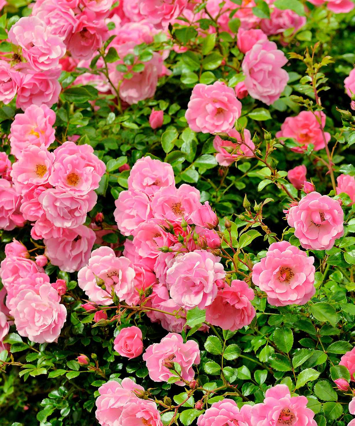 pink ground cover rose in bloom