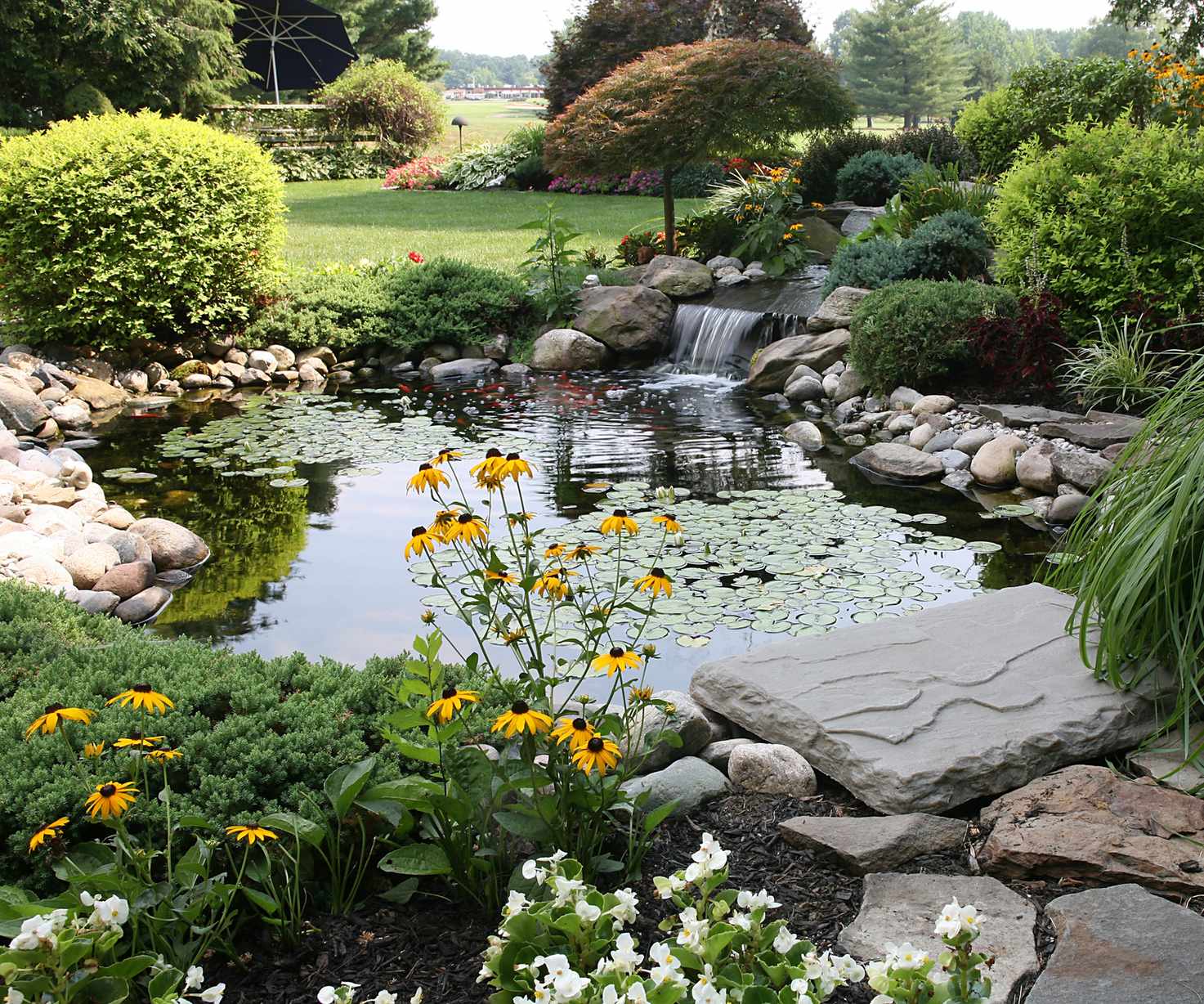 Oxygenating pond plants
