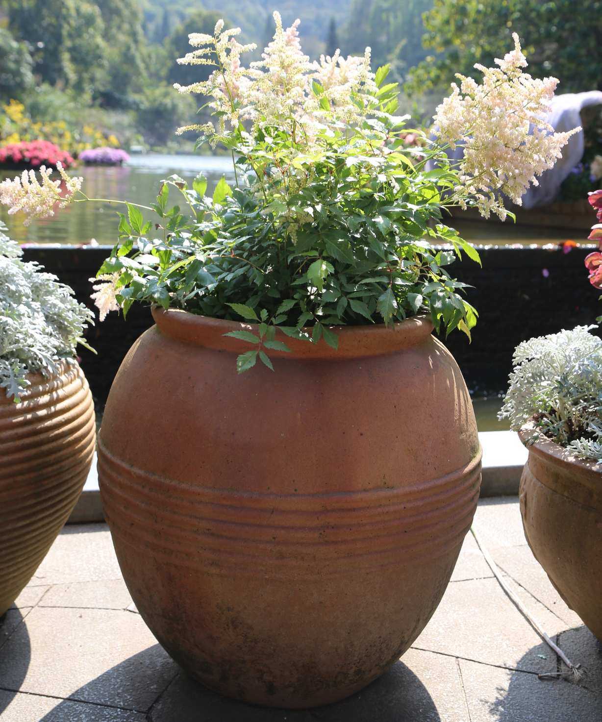 Astilbe flowering in a large curved terracotta planter