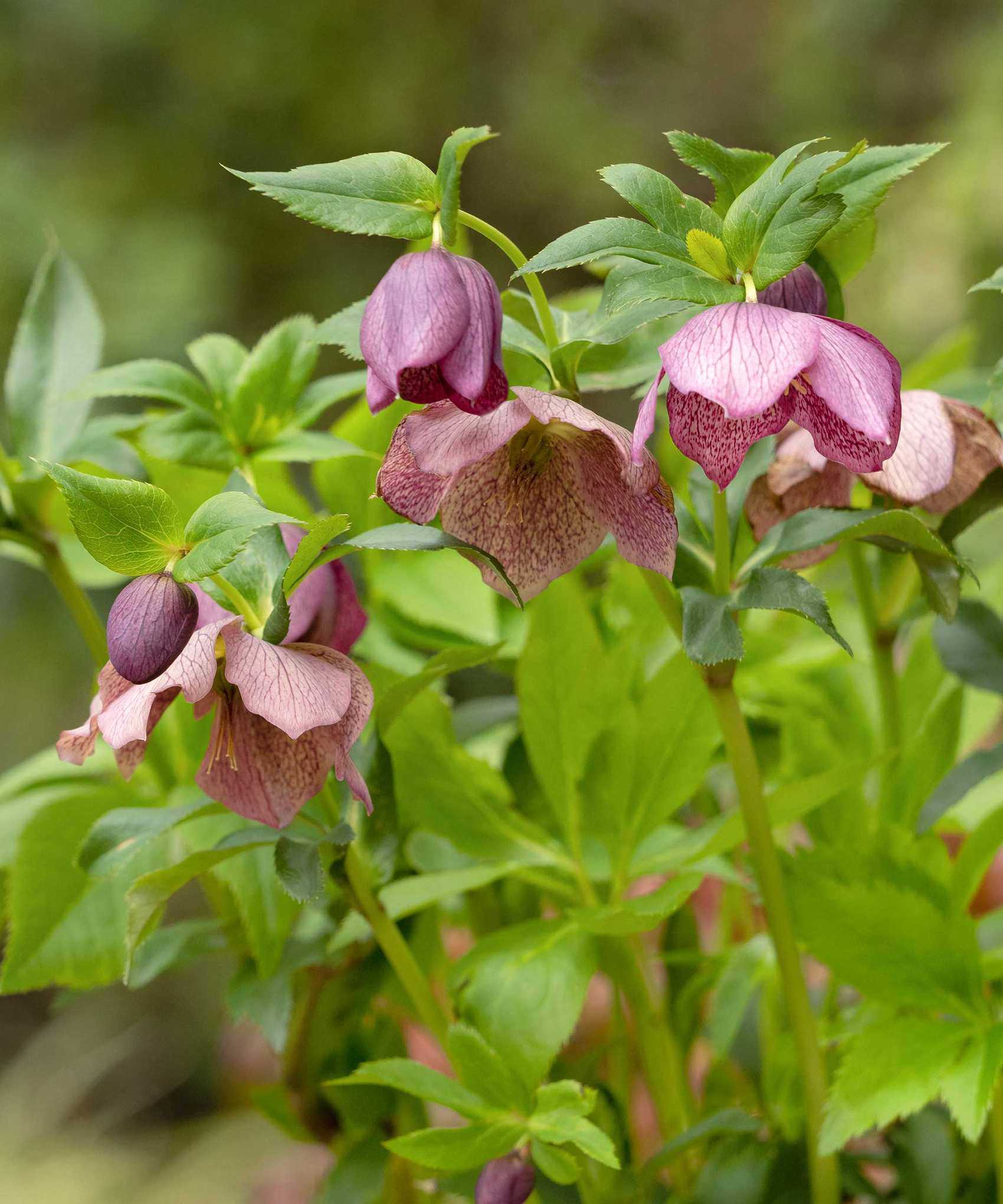 pink hellebores