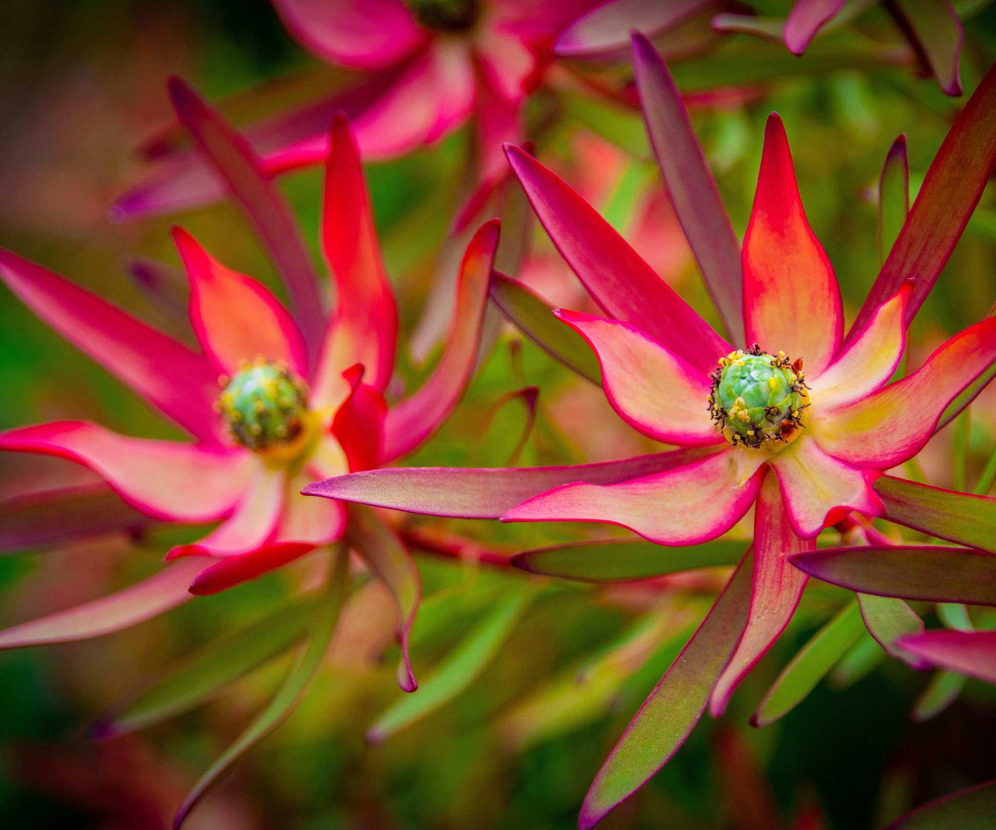 Leucadendron 'Safari Sunset'