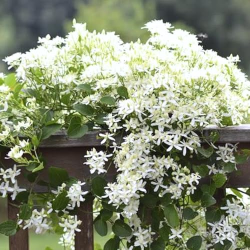 3 Sweet Autumn Clematis Plants Live Well-Rooted in 4&rdquo; Pots, Fast Growing Fragrant Flowering Vine for Outdoor Garden and Trellis